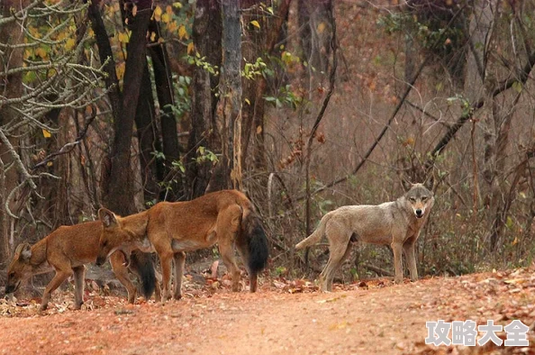 狩猎时刻武器大全惊喜揭秘：新增神秘终极武器，战斗力飙升的秘密武器登场！