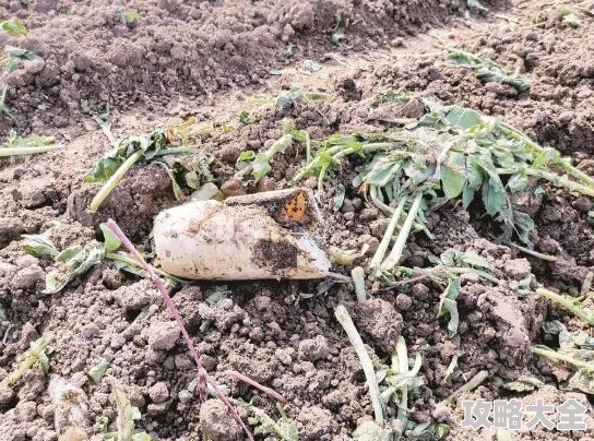 拔萝卜无减除大牛谎称种出巨型萝卜骗取流量已被平台封禁账号