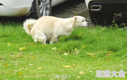 51朝阳吃瓜群众网曝某小区宠物狗随地大小便无人清理引发邻里纠纷