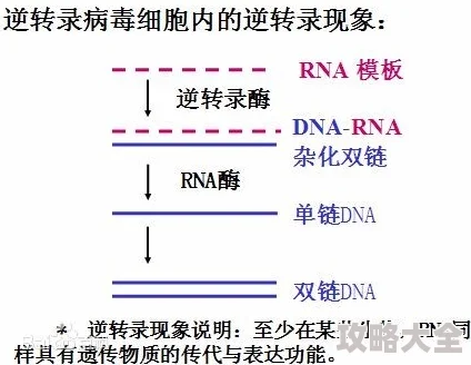 核酸是什么探索生命遗传信息的奥秘解读DNA与RNA的结构和功能