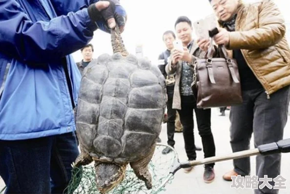 深度解析小冰冰传奇怀旧服：三星仙女龙抽取价值及最新评测报告